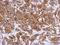 Signal Transducer And Activator Of Transcription 2 antibody, LS-B12456, Lifespan Biosciences, Immunohistochemistry frozen image 