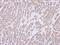 IL-12 antibody, PA5-28477, Invitrogen Antibodies, Immunohistochemistry frozen image 