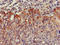 VPS29 Retromer Complex Component antibody, LS-C679995, Lifespan Biosciences, Immunohistochemistry paraffin image 