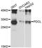 Phosducin-like protein antibody, LS-C748755, Lifespan Biosciences, Western Blot image 