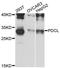 Phosducin Like antibody, LS-C748755, Lifespan Biosciences, Western Blot image 