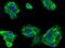 CD46 Molecule antibody, GTX01989, GeneTex, Immunofluorescence image 