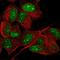 Jade Family PHD Finger 3 antibody, HPA064697, Atlas Antibodies, Immunocytochemistry image 