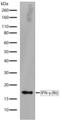 Interferon Gamma antibody, 710152, Invitrogen Antibodies, Western Blot image 
