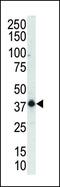 Mitogen-Activated Protein Kinase 12 antibody, PA5-14428, Invitrogen Antibodies, Western Blot image 