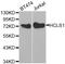 Hematopoietic Cell-Specific Lyn Substrate 1 antibody, A2165, ABclonal Technology, Western Blot image 
