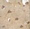 Ectonucleoside Triphosphate Diphosphohydrolase 3 antibody, LS-C167775, Lifespan Biosciences, Immunohistochemistry frozen image 