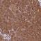 Hook Microtubule Tethering Protein 2 antibody, HPA043519, Atlas Antibodies, Immunohistochemistry paraffin image 