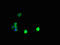 Pterin-4 Alpha-Carbinolamine Dehydratase 1 antibody, LS-C397112, Lifespan Biosciences, Immunofluorescence image 