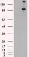 TSC Complex Subunit 1 antibody, LS-B4456, Lifespan Biosciences, Western Blot image 