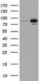 RalA Binding Protein 1 antibody, LS-C114968, Lifespan Biosciences, Western Blot image 