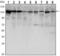 Cadherin 1 antibody, GTX82753, GeneTex, Western Blot image 