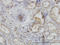 Actin Related Protein 2 antibody, LS-C133624, Lifespan Biosciences, Immunohistochemistry frozen image 
