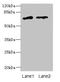 Ecto-NOX Disulfide-Thiol Exchanger 1 antibody, orb23756, Biorbyt, Western Blot image 