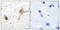 Gamma-Aminobutyric Acid Type B Receptor Subunit 1 antibody, LS-C118454, Lifespan Biosciences, Immunohistochemistry paraffin image 