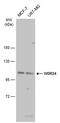 WD Repeat Domain 24 antibody, PA5-78598, Invitrogen Antibodies, Western Blot image 