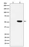 Mixed lineage kinase domain-like protein antibody, MP00535, Boster Biological Technology, Western Blot image 