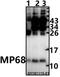 ATP Synthase Membrane Subunit 6.8PL antibody, A14971-1, Boster Biological Technology, Western Blot image 