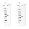 Serpin Family B Member 1 antibody, PA5-53869, Invitrogen Antibodies, Western Blot image 