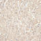 Kelch Domain Containing 3 antibody, LS-C748771, Lifespan Biosciences, Immunohistochemistry paraffin image 