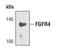Fibroblast Growth Factor Receptor 4 antibody, PA5-17054, Invitrogen Antibodies, Western Blot image 
