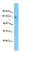 TLR4 Interactor With Leucine Rich Repeats antibody, orb327209, Biorbyt, Western Blot image 