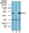 Kruppel Like Factor 15 antibody, PA5-23324, Invitrogen Antibodies, Western Blot image 