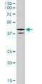 Cell Division Cycle 37 Like 1 antibody, H00055664-M03, Novus Biologicals, Western Blot image 