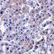 Caspase 14 antibody, orb74463, Biorbyt, Immunohistochemistry paraffin image 