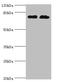 Glutaminyl-TRNA Synthetase antibody, orb352538, Biorbyt, Western Blot image 