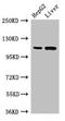 Transmembrane Serine Protease 15 antibody, LS-C681868, Lifespan Biosciences, Western Blot image 