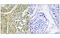 Casein Kinase 1 Alpha 1 antibody, MBS5302763, MyBioSource, Immunohistochemistry frozen image 