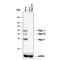 BAG1L-Specific antibody, MAB852, R&D Systems, Western Blot image 