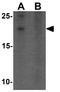 Yippee Like 3 antibody, GTX32064, GeneTex, Western Blot image 