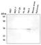 HtrA Serine Peptidase 2 antibody, LS-C93774, Lifespan Biosciences, Western Blot image 