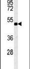 Potassium Voltage-Gated Channel Modifier Subfamily V Member 1 antibody, PA5-25687, Invitrogen Antibodies, Western Blot image 