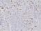 c-Kit antibody, M01335-2, Boster Biological Technology, Immunohistochemistry frozen image 
