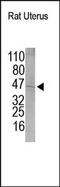 Oxytocin Receptor antibody, 251676, Abbiotec, Western Blot image 