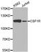 Colony Stimulating Factor 1 Receptor antibody, MBS127315, MyBioSource, Western Blot image 