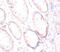 Folate Hydrolase 1 antibody, CSB-PA11729A0Rb, Cusabio, Immunohistochemistry frozen image 