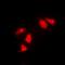Checkpoint Kinase 1 antibody, orb213734, Biorbyt, Immunofluorescence image 