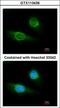 Fibrinogen Gamma Chain antibody, GTX113436, GeneTex, Immunocytochemistry image 