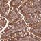 Symplekin antibody, HPA041756, Atlas Antibodies, Immunohistochemistry frozen image 