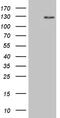 Dishevelled Binding Antagonist Of Beta Catenin 1 antibody, TA809156, Origene, Western Blot image 