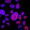 DEAD-Box Helicase 17 antibody, AF4530, R&D Systems, Immunofluorescence image 