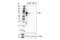 MX Dynamin Like GTPase 2 antibody, 43924S, Cell Signaling Technology, Western Blot image 