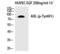 AXL Receptor Tyrosine Kinase antibody, PA5-40267, Invitrogen Antibodies, Western Blot image 