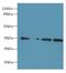 Mitochondrial Ribosomal Protein L3 antibody, LS-C376134, Lifespan Biosciences, Western Blot image 