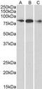 Engulfment And Cell Motility 1 antibody, MBS420226, MyBioSource, Western Blot image 