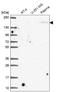 Crumbs homolog 1 antibody, HPA061250, Atlas Antibodies, Western Blot image 